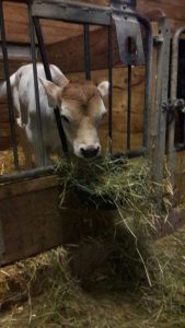 grauvieh-zuchtkalb-rosi-1