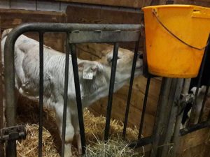 grauvieh-zuchtkalb-rosi-2